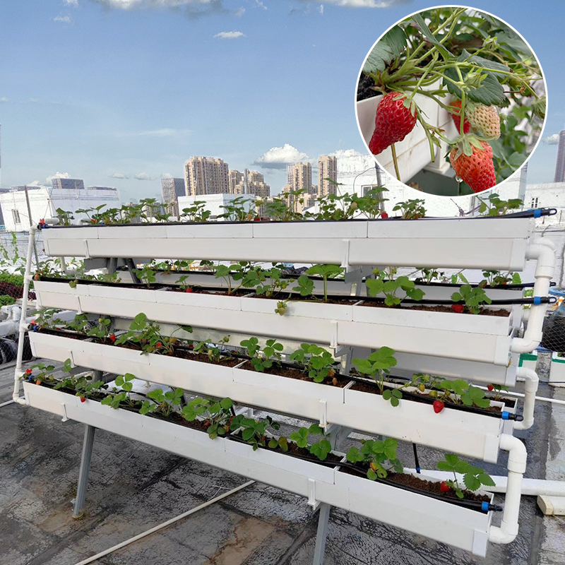 Kit plantation fraise 240 cm