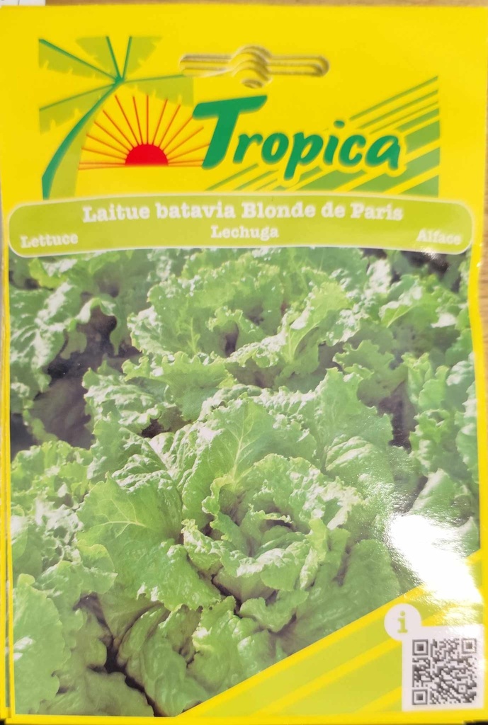 SEMENCES LAITUE BATAVIA BLONDE DE PARIS