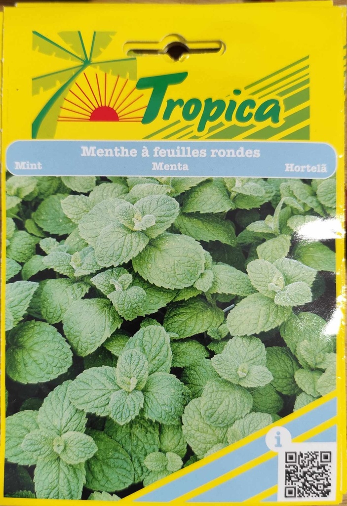 SEMENCES MENTHE A FEUILLES RONDES