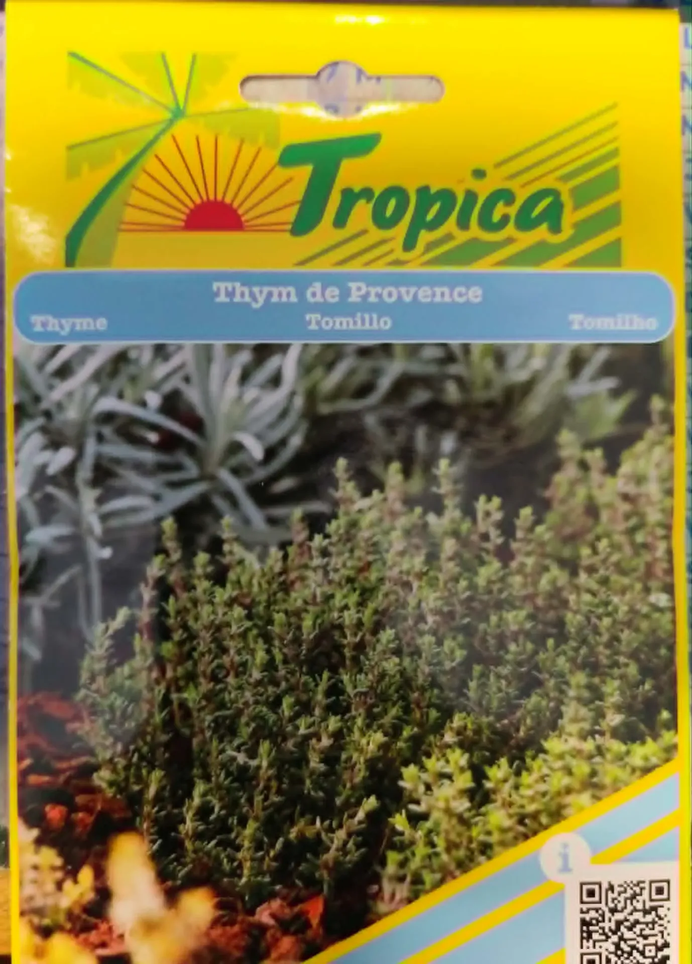 SEMENCES THYM THYM DE PROVENCE