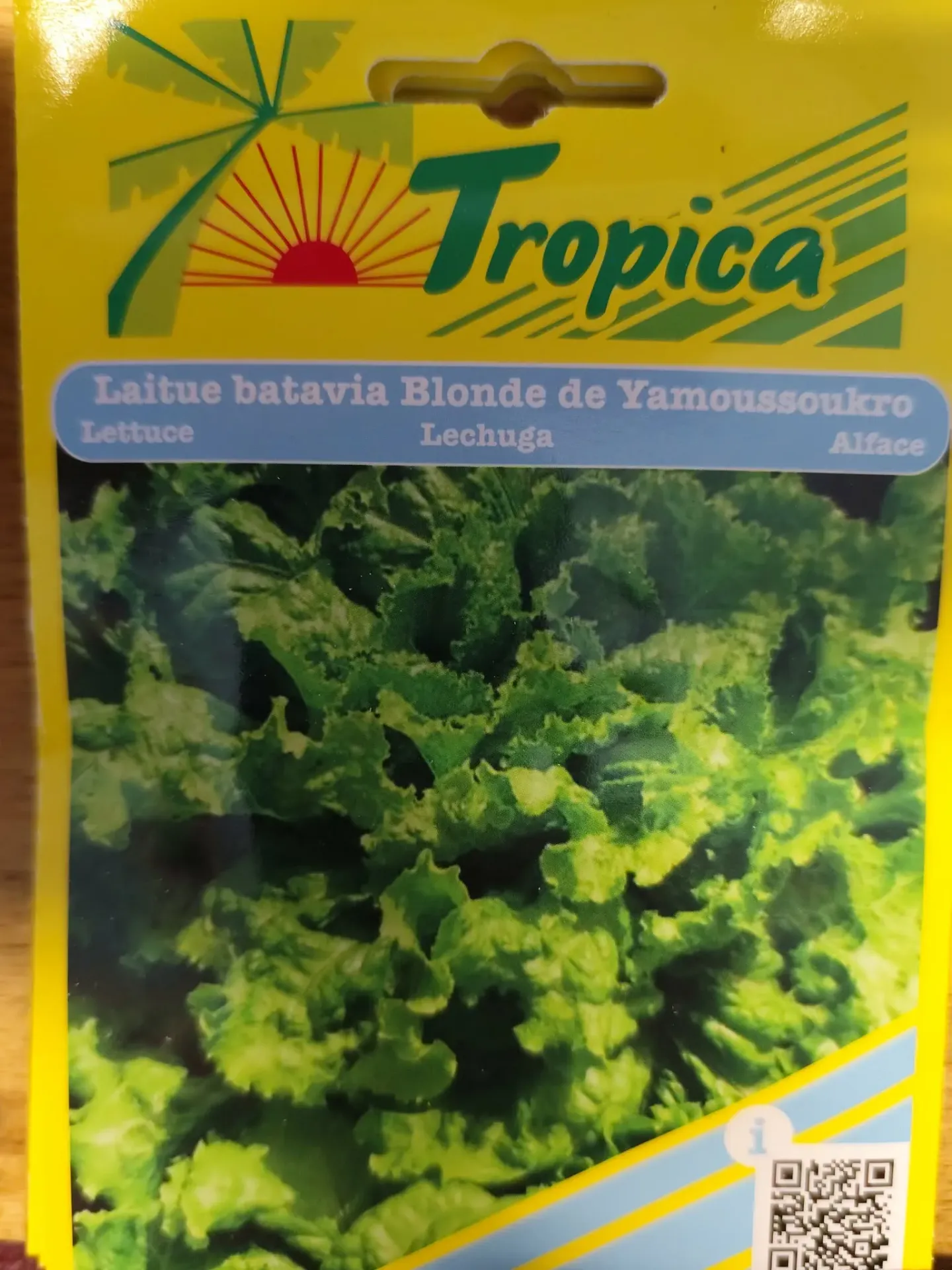 SEMENCES LAITUE BATAVIA BLONDE DE YAMOSSOUKRO