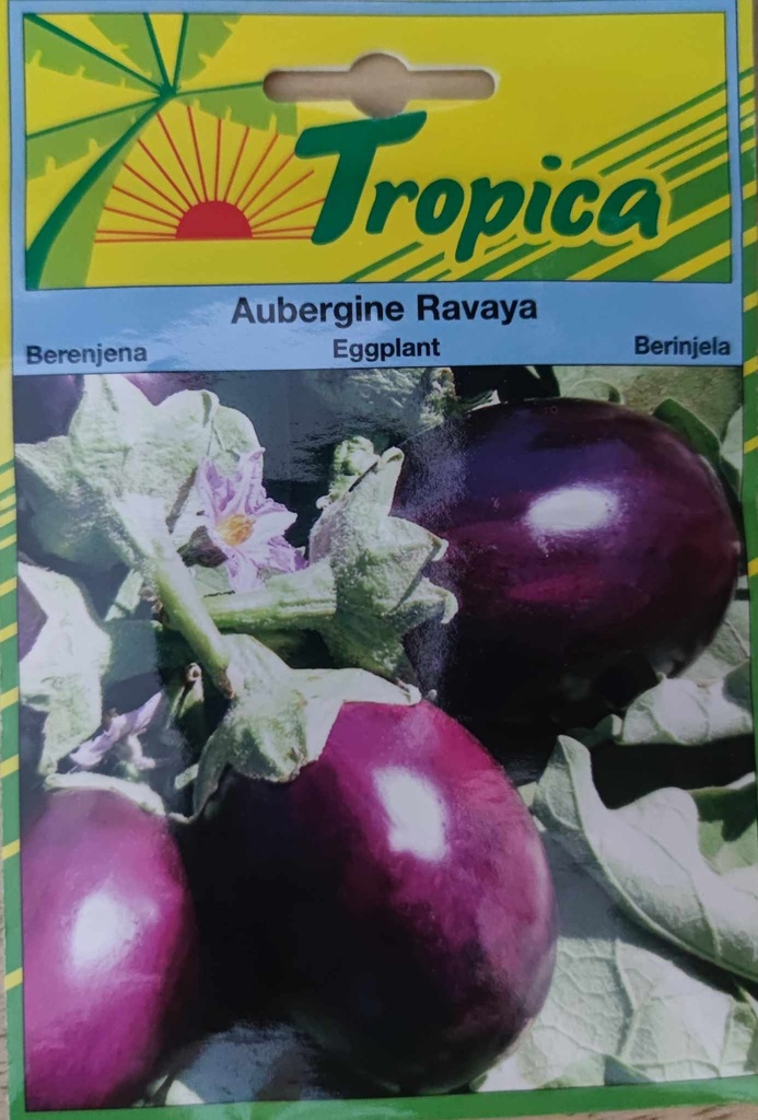 [[SEM 084]] SEMENCES AUBERGINE RAVAYA