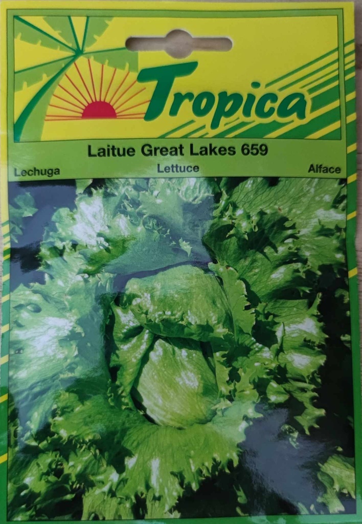 [[SEM 115]] SEMENCES LAITUE GREAT LAKES 659